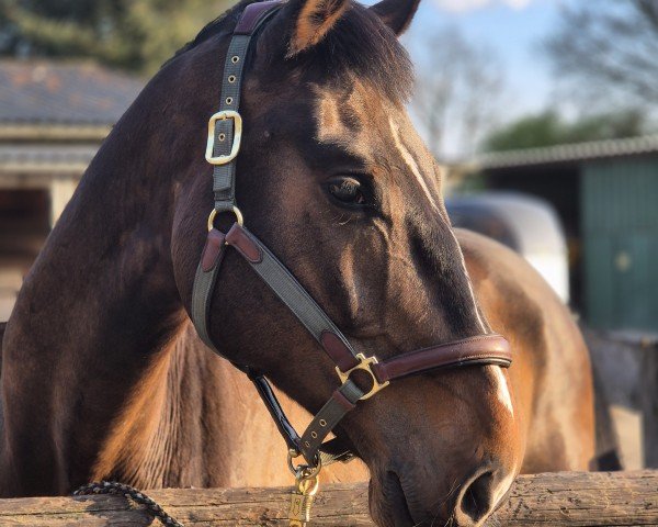 horse Comet 274 (Hannes) (Holsteiner, 2019, from Catch)