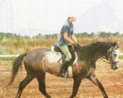 jumper Karuso 35 (Trakehner, 2001, from Karo As)