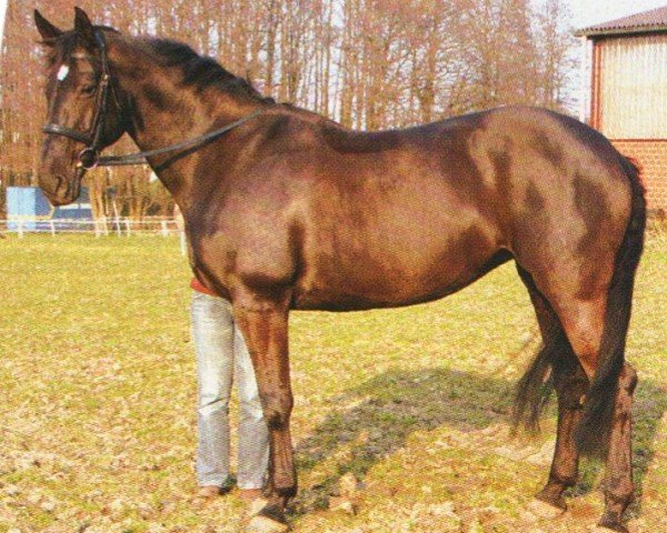 horse Raja 79 (Hanoverian, 1997, from Ramires)