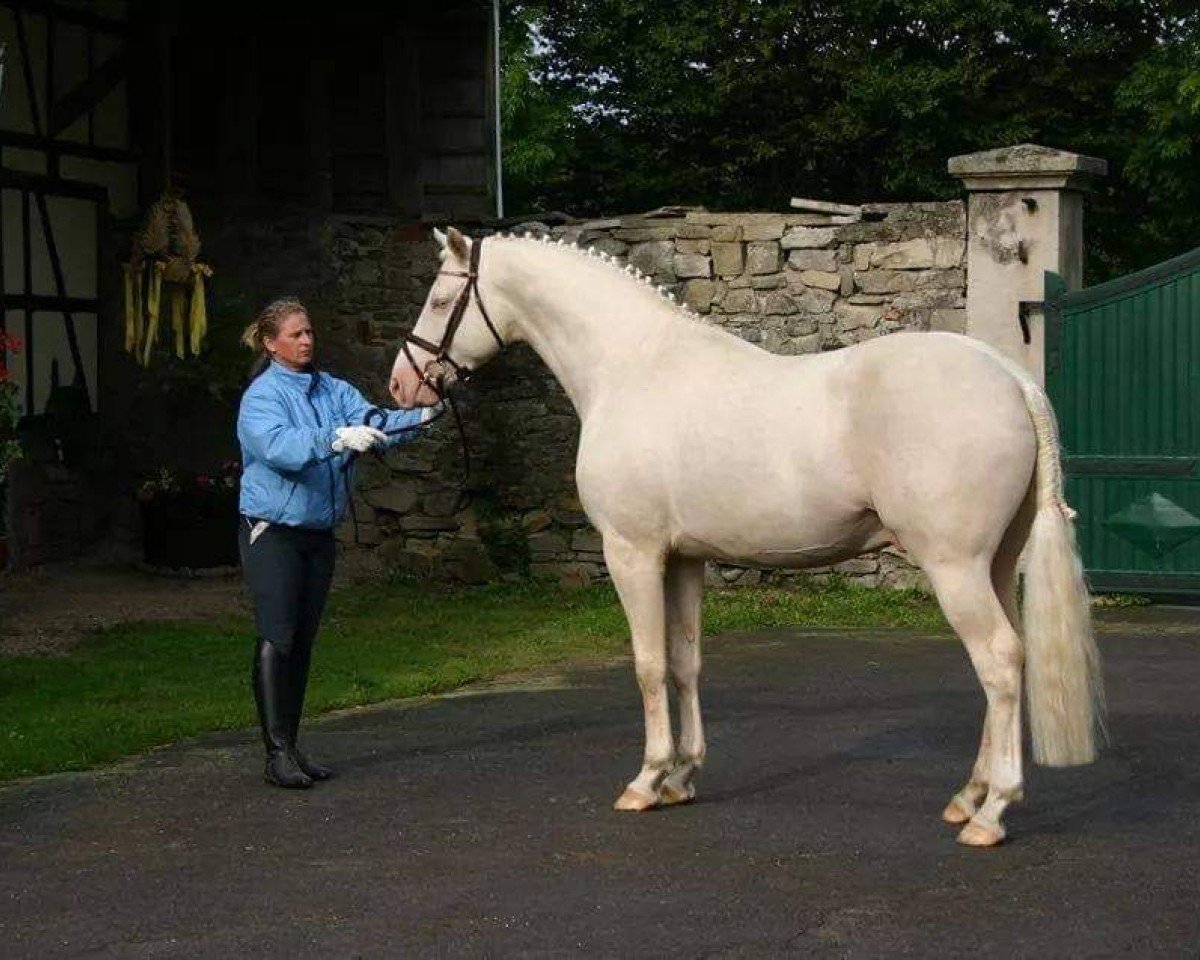 Deckhengst Soel'rings Cuvee (Kleines deutsches Reitpferd, 2010, von Casino Royale K WE)
