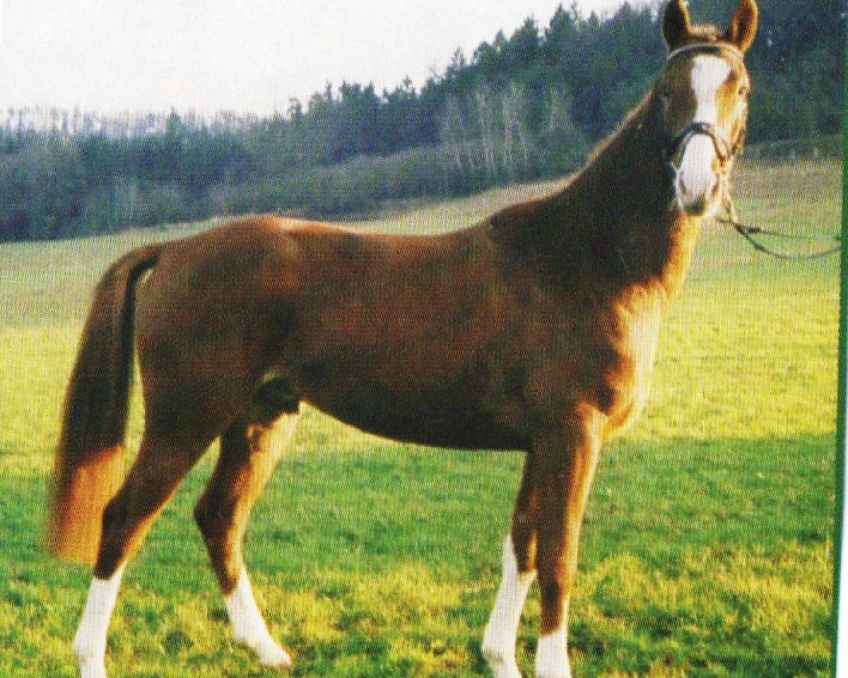 horse Royal Raphael (Württemberger, 1999, from Raphael Son I)