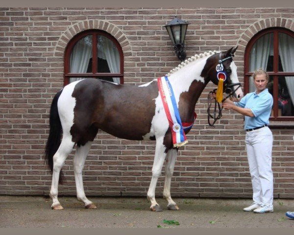 Zuchtstute Tewdwr Amy (Deutsches Reitpony, 2004, von Mescalero 29)