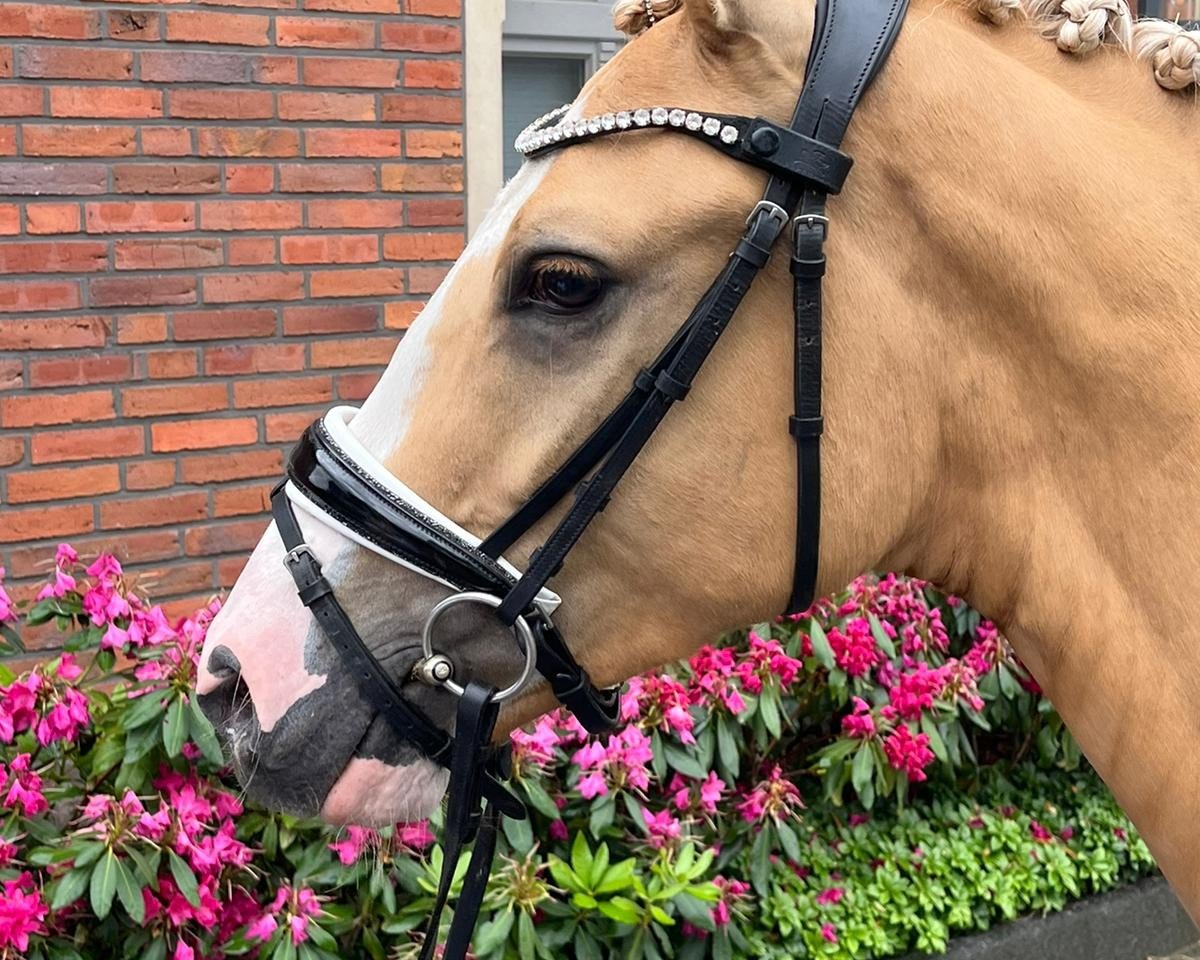 horse Con Zelo (German Riding Pony, 2021)