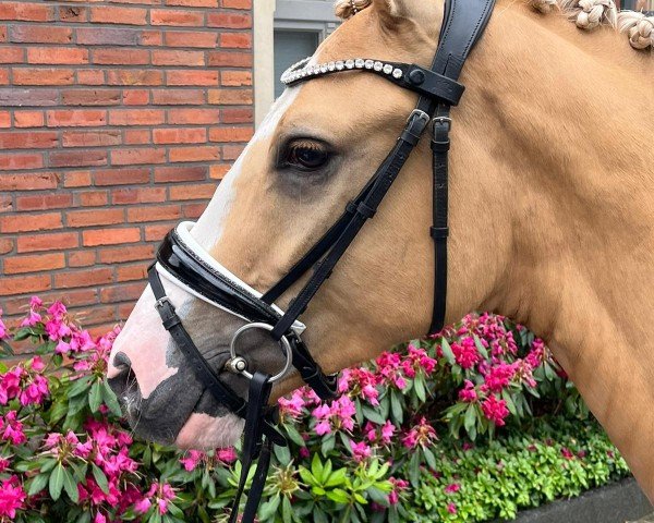 Pferd Con Zelo (Deutsches Reitpony, 2021)