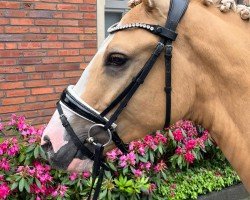 horse Con Zelo (German Riding Pony, 2021)
