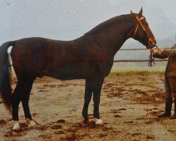 Deckhengst Ferro Mo 1262 (Mecklenburger, 1966, von Feierabend 3210 Han.)