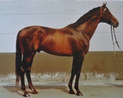 stallion Blaubart xx 3319 (Thoroughbred, 1967, from Bürgermeister xx)