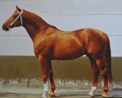 stallion Alarm 1324 (Trakehner, 1970, from Neujahr Mo 1178)