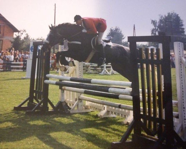 stallion Amadeus (Holsteiner, 1985, from Ahorn Z)