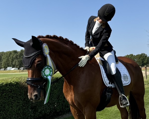 Dressurpferd Belvedere (Hannoveraner, 2011, von Belstaff)