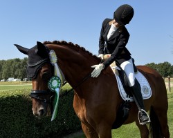 Dressurpferd Belvedere (Hannoveraner, 2011, von Belstaff)