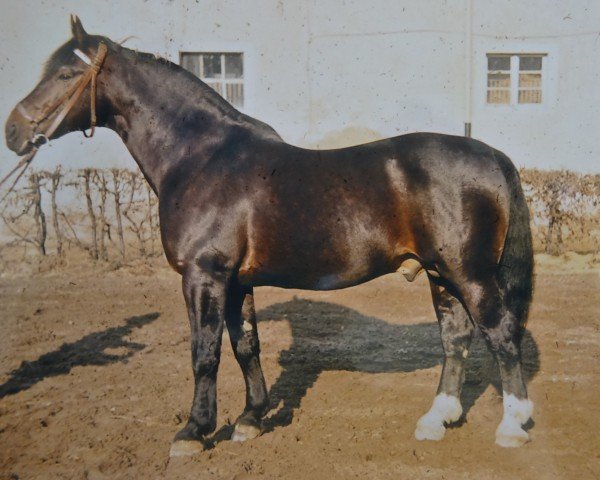 stallion Felup Mo 376 (Oldenburg, 1945, from Feldherr 3752)