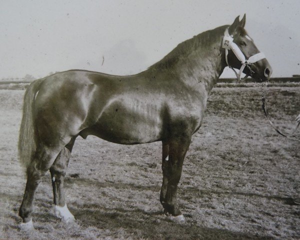 stallion Egmont (Mo) 1126 (Th762) (Heavy Warmblood, 1955, from Erwin von Lehesten Th 727) stallion Egmont (Mo) 1126 (Th762) (Heavy Warmblood, 1955, from Erwin von Lehesten Th 727)
