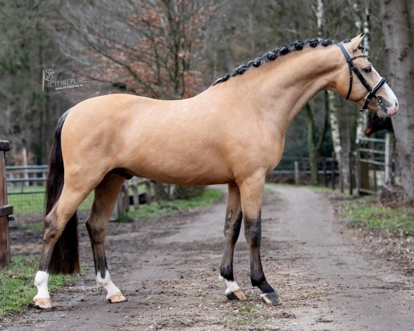 jumper Kribouille de Gaya (New Forest Pony, 2020, from Birkilds Balboa)