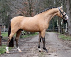 jumper Kribouille de Gaya (New Forest Pony, 2020, from Birkilds Balboa)