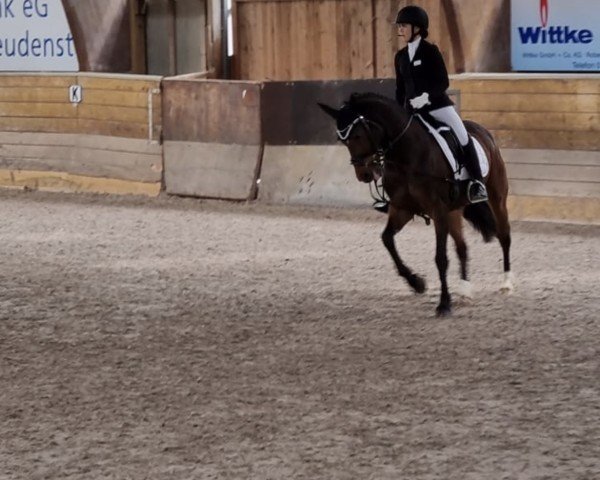 dressage horse Kluntje WE (German Riding Pony, 2013, from Kaiser Bonaparte WE)