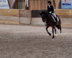 dressage horse Kluntje WE (German Riding Pony, 2013, from Kaiser Bonaparte WE)