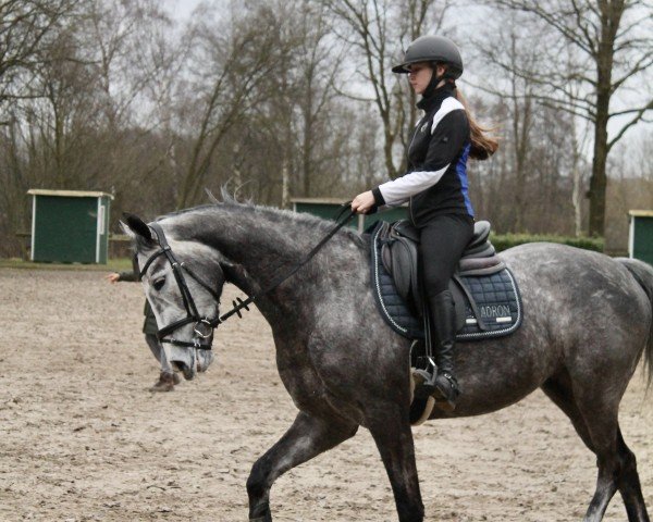 jumper Cash n'Carry JR (Westphalian, 2019, from Cristallo I)