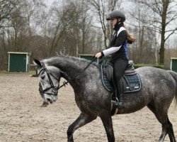 jumper Cash n'Carry JR (Westphalian, 2019, from Cristallo I)