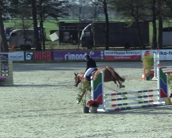 Reitturnier Westergellersen 2025
