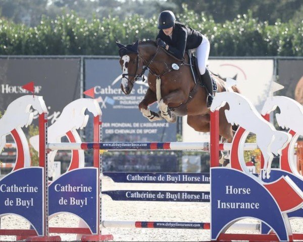 jumper Riverview Candy Kid (Irish Sport Horse, 2014, from Sligo Candy Boy)