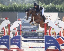 Springpferd Riverview Candy Kid (Irish Sport Horse, 2014, von Sligo Candy Boy)