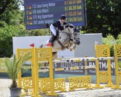 jumper Charisma 282 (Holsteiner, 2014, from Connor 48)