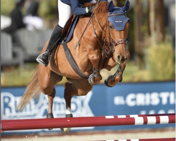 horse Kabelle 2 (KWPN (Royal Dutch Sporthorse), 2015, from Cidane)