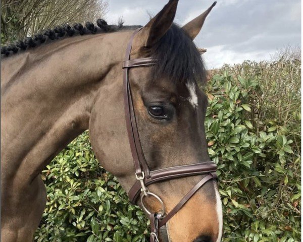 horse Omega Centauri (Irish Sport Horse, 2015, from Unex Omega Star)