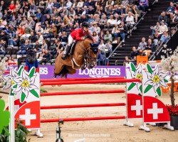 Springpferd Gipsy Love (Slowakisches Warmblut, 2014, von Induparts Guidam Sohn)
