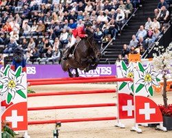 Springpferd Gelvera (KWPN (Niederländisches Warmblut), 2011, von Quality Time)