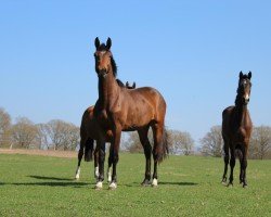 horse Eike (Westphalian, 2023, from Eldorado van de Zeshoek)