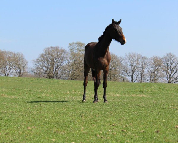 horse Velvet de Muze (Westphalian, 2023, from Verdi)