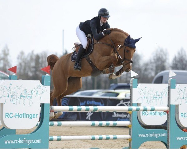 jumper DIARA-SENTA PS (Oldenburg show jumper, 2017, from Diaron OLD)