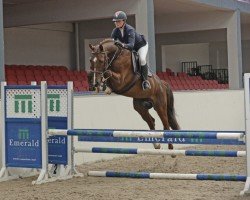 jumper Calgary Vgw Z (Zangersheide riding horse, 2018, from Casall Ask)