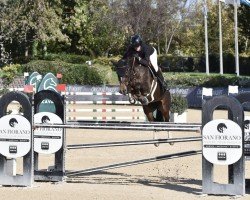 jumper Casa-Sue PS (Oldenburg show jumper, 2016, from L.b. Casanova)