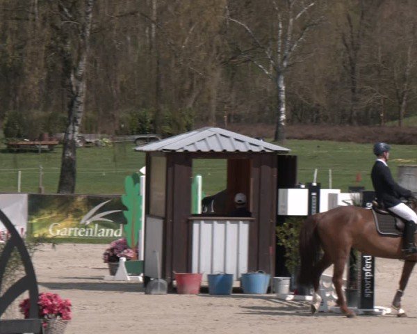 Reitturnier Westergellersen 2025