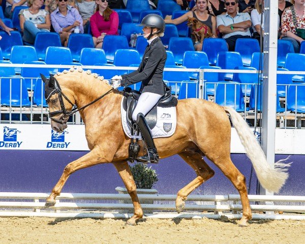 stallion Dallas County (German Riding Pony, 2021, from D-Gold AT NRW)