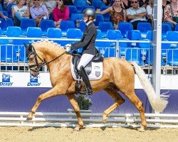 stallion Dallas County (German Riding Pony, 2021, from D-Gold AT NRW)
