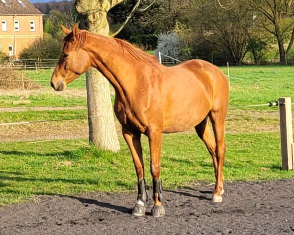 Pferd Klassic's Zauberei (Trakehner, 2021, von Zauberdeyk) Pferd Klassic's Zauberei (Trakehner, 2021, von Zauberdeyk)