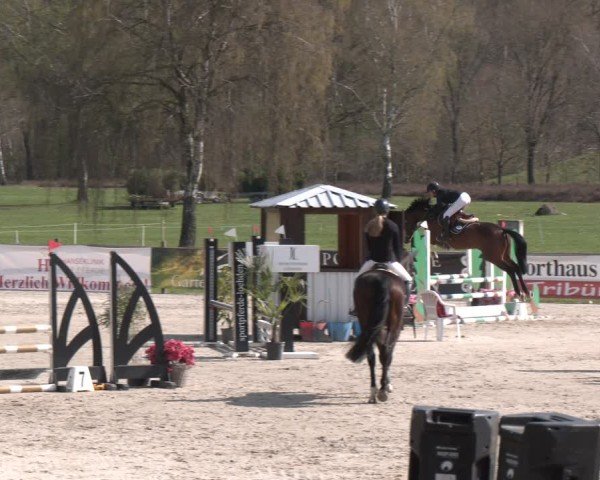 Reitturnier Westergellersen 2025