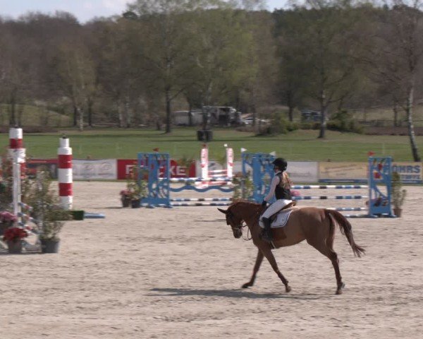 Reitturnier Westergellersen 2025
