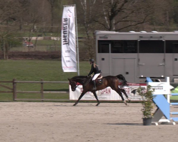 Reitturnier Westergellersen 2025