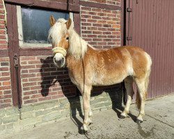 Zuchtstute Naomi (Haflinger, 2016, von Nachtstern)