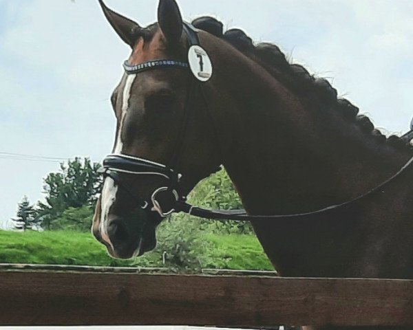 Pferd Bonnie Tyler H. (Westfale, 2018, von Bonds)