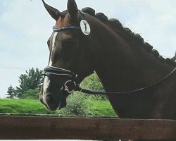 horse Bonnie Tyler H. (Westphalian, 2018, from Bonds)
