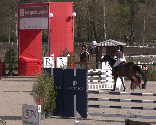 Reitturnier Westergellersen 2025