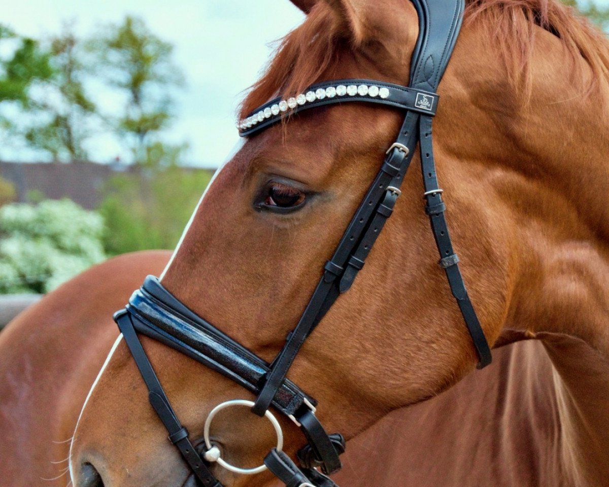 dressage horse Florentina (Hanoverian, 2017, from Floris Prince)