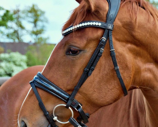 dressage horse Florentina (Hanoverian, 2017, from Floris Prince)
