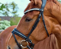 Dressurpferd Florentina (Hannoveraner, 2017, von Floris Prince)